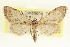  (Pimaphera sparsaria - CCDB-20802-B05)  @15 [ ] CreativeCommons - Attribution (2013) CBG Photography Group Centre for Biodiversity Genomics