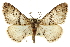  (Prionomelia spododea - CCDB-20805-B09)  @15 [ ] CreativeCommons - Attribution (2013) CBG Photography Group Centre for Biodiversity Genomics