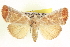  (Bagisara albicosta - CCDB-20806-C10)  @15 [ ] CreativeCommons - Attribution (2013) CBG Photography Group Centre for Biodiversity Genomics