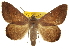  (Epidromia pannosa - CCDB-20810-D05)  @15 [ ] CreativeCommons - Attribution (2013) CBG Photography Group Centre for Biodiversity Genomics