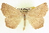 (Eusarca geniculata - CCDB-20818-F09)  @15 [ ] CreativeCommons - Attribution (2013) CBG Photography Group Centre for Biodiversity Genomics