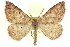  (Somatolophia haydenata - CCDB-20818-G05)  @15 [ ] CreativeCommons - Attribution (2013) CBG Photography Group Centre for Biodiversity Genomics