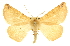  (Caripeta triangulata - CCDB-20819-F06)  @15 [ ] CreativeCommons - Attribution (2013) CBG Photography Group Centre for Biodiversity Genomics