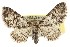 (Eupithecia owenata - CCDB-20824-G08)  @15 [ ] CreativeCommons - Attribution (2013) CBG Photography Group Centre for Biodiversity Genomics