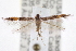  ( - CCDB-20825-G04)  @14 [ ] CreativeCommons - Attribution (2013) CBG Photography Group Centre for Biodiversity Genomics