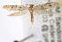  ( - CCDB-20825-G10)  @14 [ ] CreativeCommons - Attribution (2013) CBG Photography Group Centre for Biodiversity Genomics