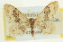 (Idaea gemmata - CCDB-20264-D06)  @15 [ ] CreativeCommons - Attribution (2013) CBG Photography Group Centre for Biodiversity Genomics