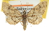  (Eupithecia peckorum - CCDB-20270-A04)  @15 [ ] CreativeCommons - Attribution (2013) CBG Photography Group Centre for Biodiversity Genomics