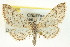  (Eupithecia insolabilis - CCDB-20270-B06)  @15 [ ] CreativeCommons - Attribution (2013) CBG Photography Group Centre for Biodiversity Genomics