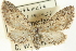  (Eupithecia macrocarpata - CCDB-20270-B08)  @11 [ ] CreativeCommons - Attribution (2013) CBG Photography Group Centre for Biodiversity Genomics