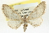  (Eupithecia quakerata - CCDB-20270-D09)  @15 [ ] CreativeCommons - Attribution (2013) CBG Photography Group Centre for Biodiversity Genomics