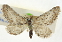  (Eupithecia multiscripta - CCDB-20270-F08)  @13 [ ] CreativeCommons - Attribution (2013) CBG Photography Group Centre for Biodiversity Genomics