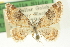  (Eupithecia tenuata - CCDB-20270-G05)  @14 [ ] CreativeCommons - Attribution (2013) CBG Photography Group Centre for Biodiversity Genomics