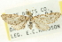  (Eupithecia huachuca - CCDB-20270-G08)  @14 [ ] CreativeCommons - Attribution (2013) CBG Photography Group Centre for Biodiversity Genomics