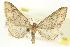  (Eupithecia flavigutta - CCDB-20270-H09)  @15 [ ] CreativeCommons - Attribution (2013) CBG Photography Group Centre for Biodiversity Genomics