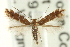  (Cremastobombycia ambrosiaeella - BIOUG05319-A04)  @15 [ ] CreativeCommons - Attribution (2013) CBG Photography Group Centre for Biodiversity Genomics