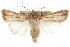  (Leucania humidicola - CCDB-20821-F05)  @15 [ ] CreativeCommons - Attribution (2013) CBG Photography Group Centre for Biodiversity Genomics