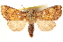  (Papaipema araliae - CCDB-22943-B12)  @15 [ ] CreativeCommons - Attribution (2014) CBG Photography Group Centre for Biodiversity Genomics