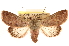  (Marilopteryx lutina - CCDB-22948-A02)  @15 [ ] CreativeCommons - Attribution (2014) CBG Photography Group Centre for Biodiversity Genomics
