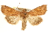  (Amphipoea americana - CCDB-22950-G10)  @15 [ ] CreativeCommons - Attribution (2014) CBG Photography Group Centre for Biodiversity Genomics