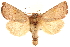  (Amphipoea senilis - CCDB-22950-H02)  @15 [ ] CreativeCommons - Attribution (2014) CBG Photography Group Centre for Biodiversity Genomics