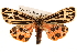  (Grammia virgo - CCDB-22953-G01)  @15 [ ] CreativeCommons - Attribution (2014) CBG Photography Group Centre for Biodiversity Genomics