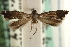  (Glyphipterix chiricahuae - CCDB-22954-A04)  @11 [ ] CreativeCommons - Attribution (2014) CBG Photography Group Centre for Biodiversity Genomics