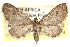  (Eupithecia infausta - CCDB-22955-C02)  @15 [ ] CreativeCommons - Attribution (2014) CBG Photography Group Centre for Biodiversity Genomics