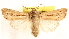  (Leucania februalis - CCDB-23270-B12)  @13 [ ] CreativeCommons - Attribution (2014) CBG Photography Group Centre for Biodiversity Genomics