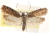  (Agonopterix psoraliella - CCDB-23276-A04)  @15 [ ] CreativeCommons - Attribution (2014) CBG Photography Group Centre for Biodiversity Genomics