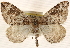  ( - CCDB-23284-B06)  @14 [ ] CreativeCommons - Attribution (2015) CBG Photography Group Centre for Biodiversity Genomics