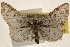  (Eupithecia subcolorata - CCDB-23284-C01)  @14 [ ] CreativeCommons - Attribution (2015) CBG Photography Group Centre for Biodiversity Genomics