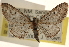  (Eupithecia neomexicana - CCDB-23284-C07)  @13 [ ] CreativeCommons - Attribution (2015) CBG Photography Group Centre for Biodiversity Genomics
