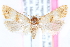  (Platphalonidia felix - CCDB-24281-C07)  @14 [ ] CreativeCommons - Attribution (2015) CBG Photography Group Centre for Biodiversity Genomics