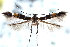  (Cosmopterix parietariae - CCDB-24283-F11)  @12 [ ] CreativeCommons - Attribution (2015) CBG Photography Group Centre for Biodiversity Genomics