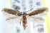  (Lyonetiinae - CCDB-24284-B05)  @15 [ ] CreativeCommons - Attribution (2015) CBG Photography Group Centre for Biodiversity Genomics