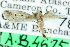  ( - CCDB-28959-C09)  @11 [ ] CreativeCommons - Attribution (2016) CBG Photography Group Centre for Biodiversity Genomics