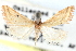  ( - CCDB-28964-H08)  @11 [ ] CreativeCommons - Attribution (2016) CBG Photography Group Centre for Biodiversity Genomics