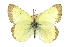  (Colias skinneri - CCDB-28970-B12)  @13 [ ] CreativeCommons - Attribution (2016) CBG Photography Group Centre for Biodiversity Genomics