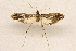  (Lineodes elcodes - CCDB-28971-C06)  @13 [ ] CreativeCommons - Attribution (2015) CBG Photography Group Centre for Biodiversity Genomics