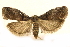  (Acrobasis kylesi - CCDB-28971-D11)  @11 [ ] CreativeCommons - Attribution (2015) CBG Photography Group Centre for Biodiversity Genomics