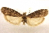  ( - CCDB-28971-H01)  @11 [ ] CreativeCommons - Attribution (2015) CBG Photography Group Centre for Biodiversity Genomics