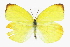  (Pyrisitia dina helios - CCDB-28974-F02)  @14 [ ] CreativeCommons - Attribution (2016) CBG Photography Group Centre for Biodiversity Genomics