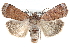  (Abagrotis nefascia - CCDB-28975-B11)  @15 [ ] CreativeCommons - Attribution (2015) CBG Photography Group Centre for Biodiversity Genomics