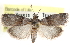  (Acrobasis texana - CCDB-28993-B05)  @14 [ ] CreativeCommons - Attribution (2016) CBG Photography Group Centre for Biodiversity Genomics