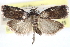  (Acrobasis evanescentella - CCDB-28993-B08)  @13 [ ] CreativeCommons - Attribution (2016) CBG Photography Group Centre for Biodiversity Genomics