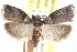  (Acrobasis juglanivorella - CCDB-28993-C01)  @15 [ ] CreativeCommons - Attribution (2016) CBG Photography Group Centre for Biodiversity Genomics