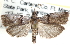  (Acrobasis cirroferella - CCDB-28993-D09)  @11 [ ] CreativeCommons - Attribution (2016) CBG Photography Group Centre for Biodiversity Genomics