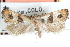  (Eugnosta altimana - CCDB-28998-A03)  @11 [ ] CreativeCommons - Attribution (2016) CBG Photography Group Centre for Biodiversity Genomics