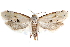  (Nycthia yuccatana - CCDB-28998-B05)  @14 [ ] CreativeCommons - Attribution (2016) CBG Photography Group Centre for Biodiversity Genomics